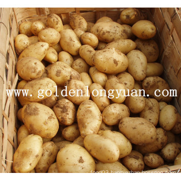 Fresh Potato Good Quality and Competitive Price